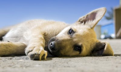 Зловещо: Открити са трупове на кучета в Елин Пелин, поставени в чували