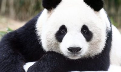 Две години объркване: Панда в нидерландски зоопарк се оказа момиче, а не момче