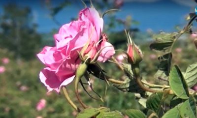 Семейство в Сърбия е създало рай от български рози