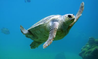 Деца от Ню Джърси спасяват от сигурна смърт костенурки