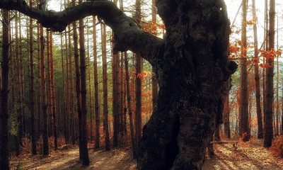 Калифорния крие 800-годишно дърво от натрапчиви туристи