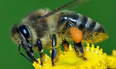 Пчелната отрова – лек срещу 800 болести и COVID-19