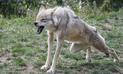 Защо Урсула фон дер Лайен обяви война на вълците в Европа