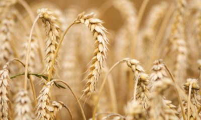 Износът на зърно от Украйна е спаднал с над 50%