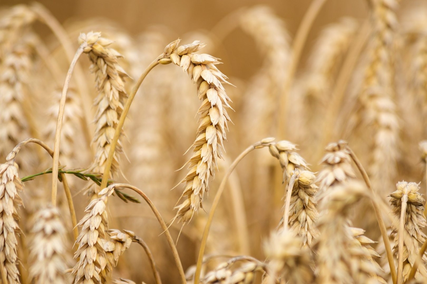 Румъния има излишък от пшеница за износ