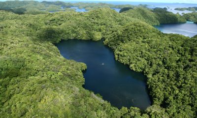 Необичайно езеро в Палау е пълно с медузи вегетарианци