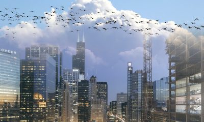 Милиони птици политат към Чикаго