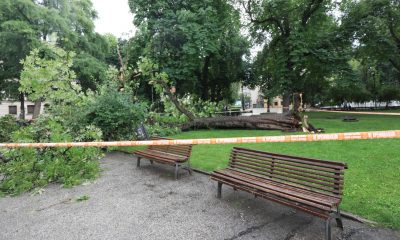 Дърво падна и затисна момиче пред Народния театър в София
