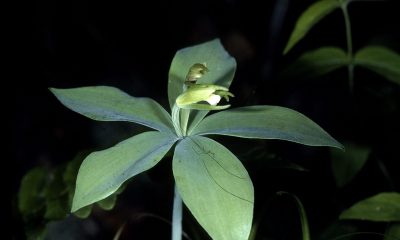 В САЩ откриха орхидея, изгубена от 120 години