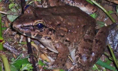 Вносът на милиони жабешки бутчета в Европейския съюз застрашава популацията