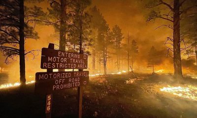 Огнеборците очакват разрастване на горските пожари в Аризона