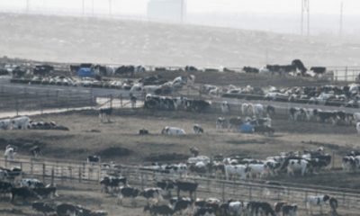 Жегата погуби 2000 говеда в Канзас