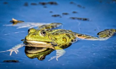 Страстта към жабешки бутчета ще доведе до екологична катастрофа