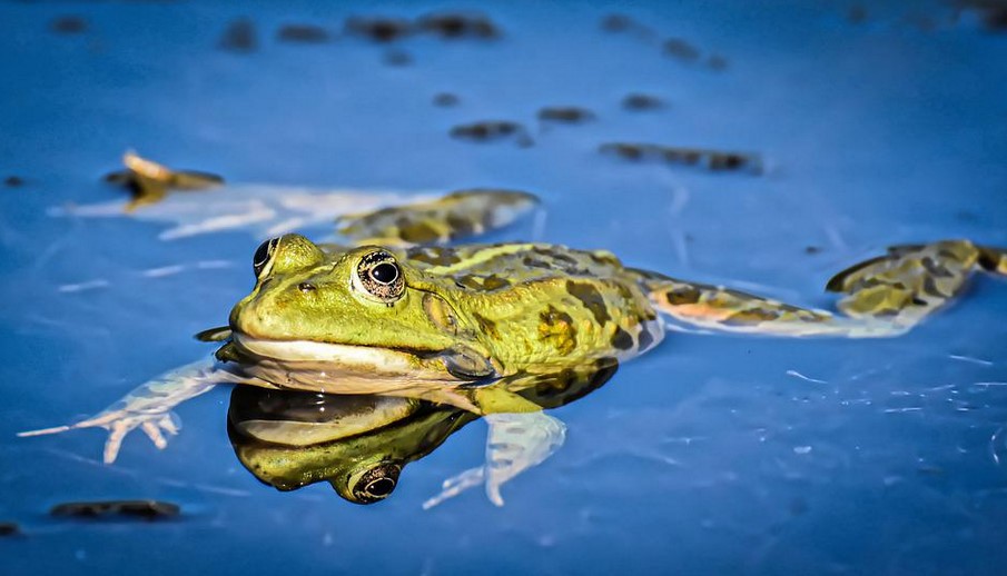 Страстта към жабешки бутчета ще доведе до екологична катастрофа