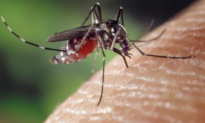 Учени намериха начин да контролират популацията на комарите