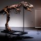 Скелет на динозавър от преди 76 млн. години ще бъде продаден в Ню Йорк