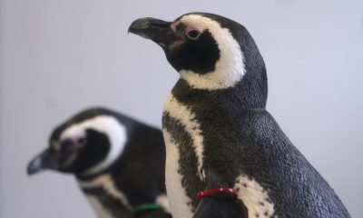 Нова Зеландия е родното място на всички пингвини от милиони години насам
