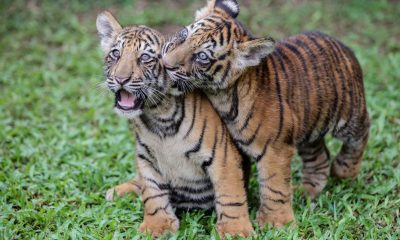 Спасени тигри от Оклахома намериха нов дом в Калифорния