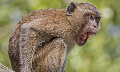Убиха една от маймуните, извършили нападение над хора в Япония