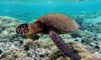 Откриха десетки намушкани морски костенурки от затрашен вид