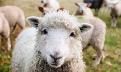 Крадци са откраднали 85 овце от кошара