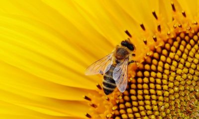 Млад американец е в кома, след като е ужилен 20 000 пъти от пчели