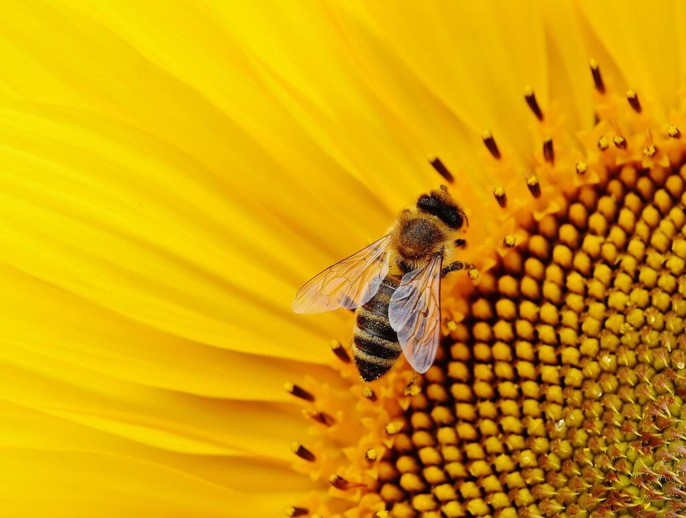 САЩ одобри ваксина за защита на пчелите