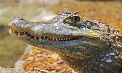 Алигатори нападнаха и умъртвиха жена във Флорида