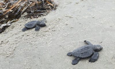 Рядък вид костенурка се размножава за първи път от над 70 години в САЩ