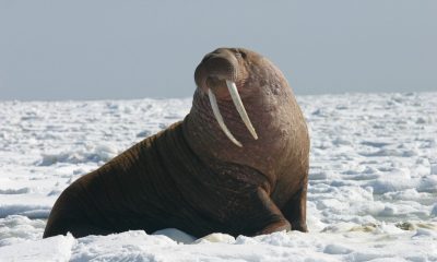 Убиха най-любопитния морж в Норвегия
