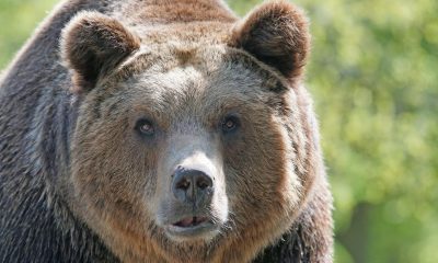 200 нападения от мечки са регистрирани в Смолянско