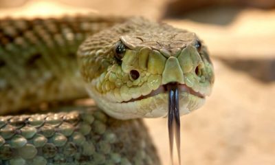 Американски изследовател на влечуги почина, ухапан от гърмяща змия