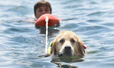 Кучета спасиха деца от сигурно удавяне