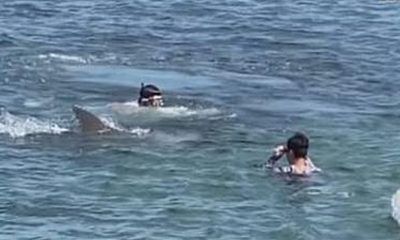 Освирепял делфин хапе курортисти наред и вкарва в болница
