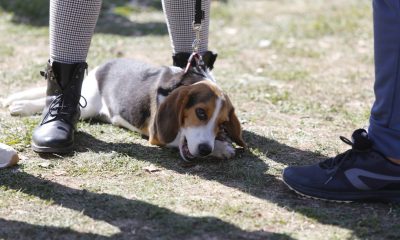 Dog Fest в Южния парк: Фестивалът, който сприятелява кучета и техните стопани (СНИМКИ)