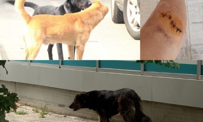 Жена, ухапана от куче, докато спортува: В квартал "Овча купел" има цяла глутница (ВИДЕО)