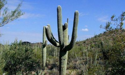 200-годишен кактус загина заради проливните дъждове в Аризона