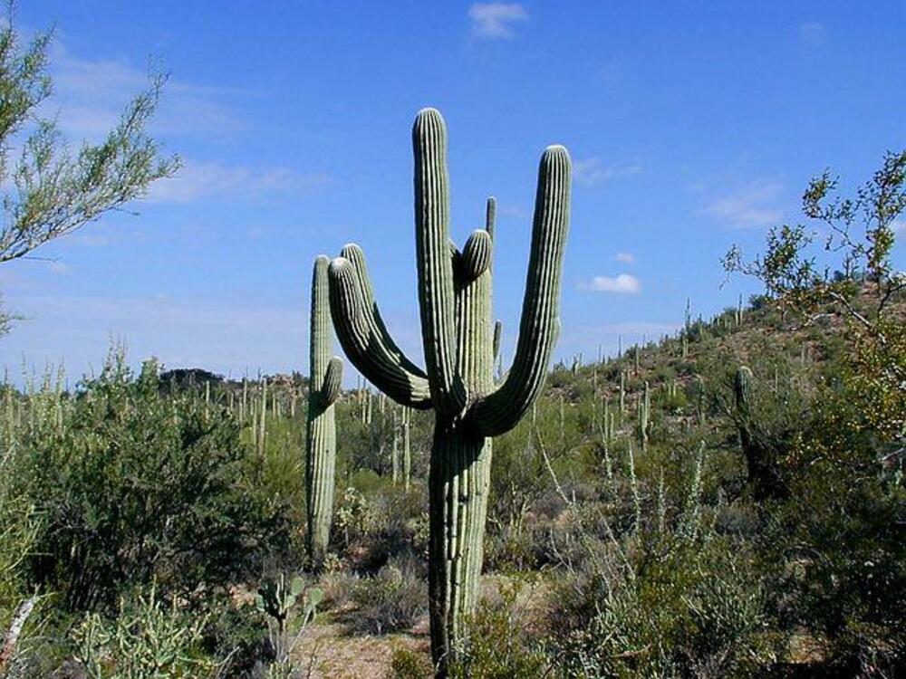 200-годишен кактус загина заради проливните дъждове в Аризона