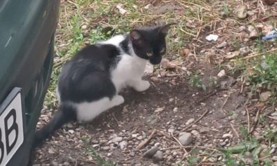 бийства на бездомни котета: Лекар от Троян трови животните с антифриз