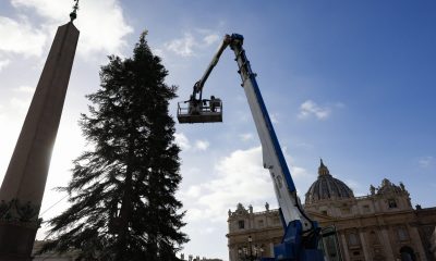Коледна украса: тръгнали да секат 200-годишно дърво за Ватикана