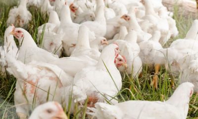 Птичи грип застигна ферма над 1 млн. пилета в САЩ