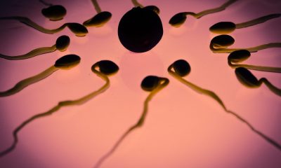С 50 % за половин век е намалял броят на сперматозоидите