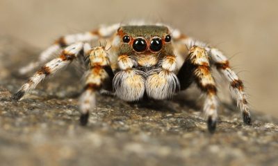 Паяците могат да еволюират към социален начин на живот