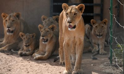Паника в Сидни: лъвове избягаха от зоопарка