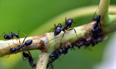Ново откритие: Мравките произвеждат мляко и го пият