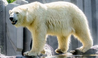 Коя е столицата на полярните мечки? Град в Канада развива мечешки туризъм